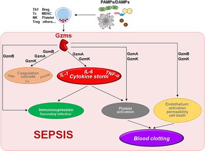 The Multifaceted Function of Granzymes in Sepsis: Some Facts and a Lot to Discover